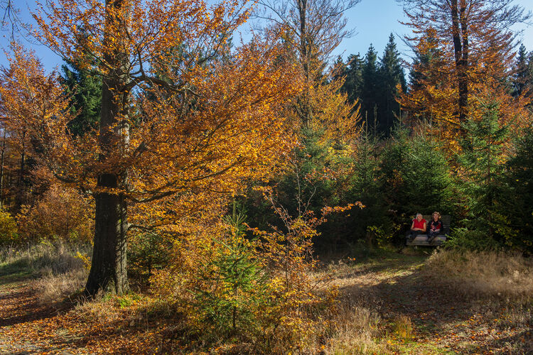 Wandern auf dem Rothaarsteig 